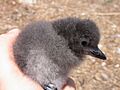 Caau chick