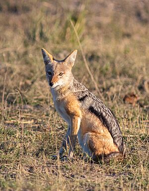 Archivo:Chacal de lomo negro (Canis mesomelas), parque nacional de Chobe, Botsuana, 2018-07-28, DD 93
