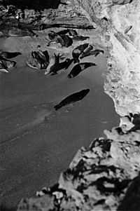 Archivo:Colonia de focas monje de Cabo Blanco (1945)
