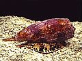 Conus-geographicus