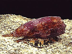 Archivo:Conus-geographicus