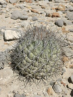 Archivo:Coryphantha poselgeriana 6