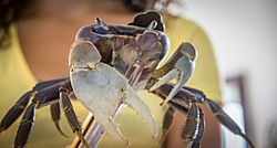 Crab in Islote, Arecibo, Puerto Rico.jpg