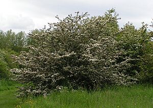 Archivo:Crataegus monogyna - Common hawthorn