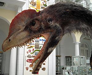 Archivo:Dilophosaurus wetherilli 1