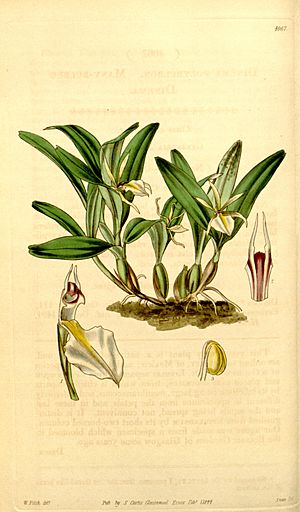 Archivo:Dinema polybulbon - Curtis' 70 (N.S. 17) pl. 4067 (1844)