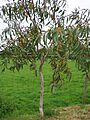 Eucalyptus pauciflora