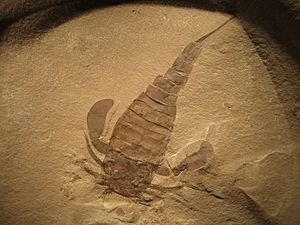 Archivo:Eurypterus remipes