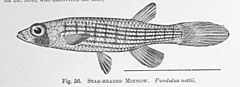 FMIB 51386 Star-Headed Minnow Fundulus nottii.jpeg