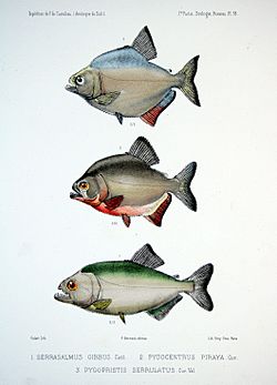 F de Castelnau-poissonsPl38.jpg