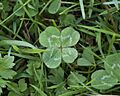 Four-leaf Clover Trifolium repens 2