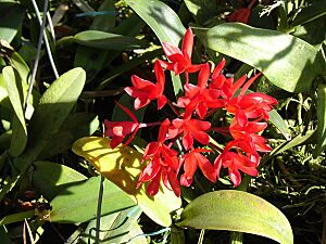 Archivo:G aurantiaca rubra