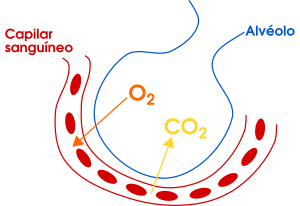 Archivo:Gas exchange in the aveolus simple (es)