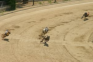 Archivo:Greyhound racing turn