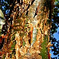 Gumbo-limbo (Bursera simaruba) (8335556200)