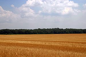 Archivo:Harvested Wheat 1 (3727629107)