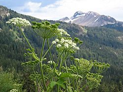 Heracleum lanatum from High Trail.jpg