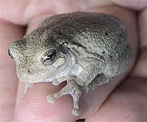 Archivo:Hyla versicolor