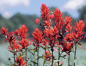 Archivo:Indian Paintbrush in Grand Teton NP-NPS