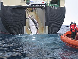 Archivo:Japan Factory Ship Nisshin Maru Whaling Mother and Calf