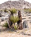 Joshua Tree National Park - Yucca schidigera - 1
