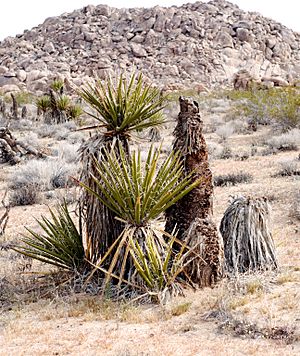 Archivo:Joshua Tree National Park - Yucca schidigera - 1