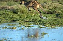 Archivo:Kangaroo-in-flight