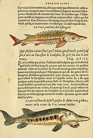 Archivo:L'histoire naturelle des estranges poissons marins (Verso) (5998389357)