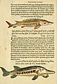 L'histoire naturelle des estranges poissons marins (Verso) (5998389357)