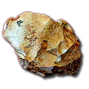 Archivo:Lasca de Atapuerca