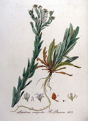 Archivo:Lepidium campestre — Flora Batava — Volume v9