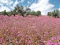Lilas en olivar