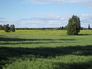 Archivo:Liminka field 20080726 01