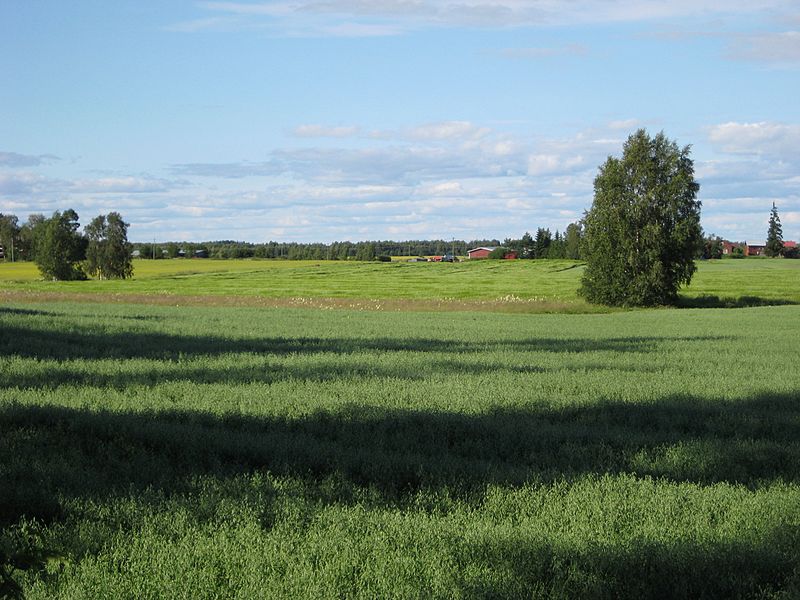 Liminka field 20080726 01