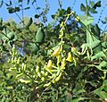 Lonicera interrupta