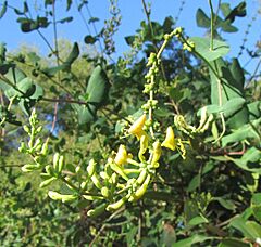 Lonicera interrupta.jpg