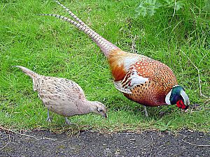 Archivo:Male and female pheasant