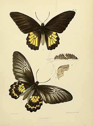 Archivo:MooreThe Lepidoptera of CeylonPlate55