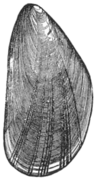 Mytilus edulis illustration