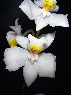 Odontoglossum pulchellum Orchi 03.jpg