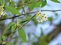 Oemleria cerasiformis 04015