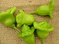 Pimiento campanilla