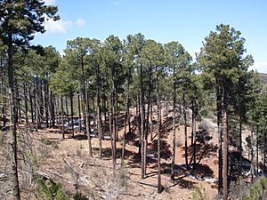 Archivo:Pinus engelmannii Huachuca
