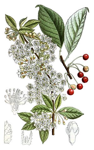Archivo:Prunus pensylvanica Cleaned