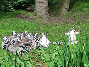 Archivo:Ringstaartmakis - Ring-tailed Lemur
