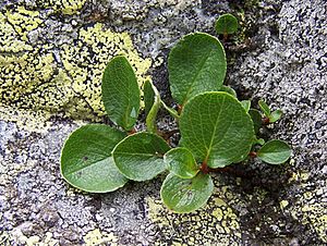 Archivo:Salix herbacea a2