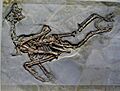 Sapeornis chaoyangensis