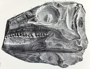 Archivo:Scelidosaurus skull