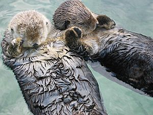 Archivo:Sea otters holding hands