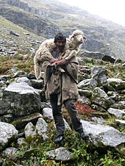 Archivo:Shepherd on the way to Hampta Pass